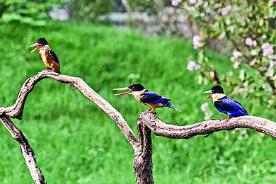 《宝可梦大集结》国服移动端正式定档：11月7日